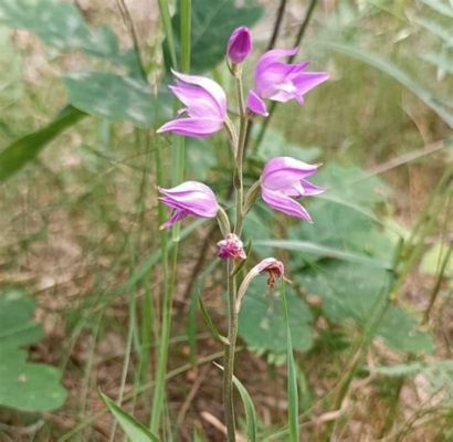 Dzikie Orchidee: Delikatne Pędzle i Zapierające Tchem Detale!